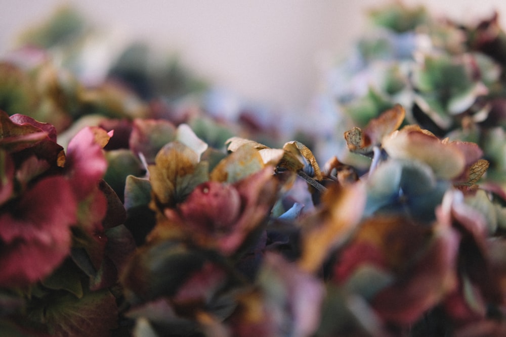 pink and green petaled flower lot