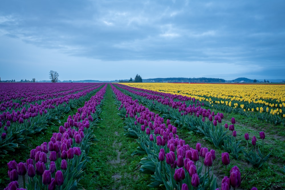 purple tulips