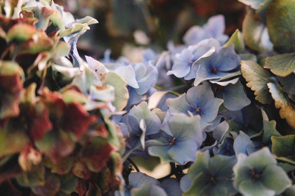 green leafed plant