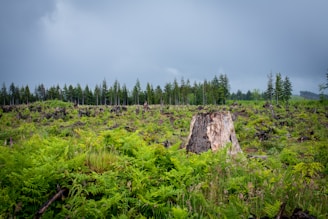 A large tree stump dominates the foreground in a clearing that shows evidence of extensive deforestation. Fresh green ferns and low-lying plants cover much of the ground, with remnants of other tree stumps scattered throughout. In the background, a dense line of evergreen trees stretches out under a cloudy, overcast sky.
