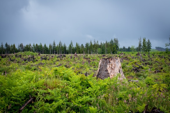 A large tree stump dominates the foreground in a clearing that shows evidence of extensive deforestation. Fresh green ferns and low-lying plants cover much of the ground, with remnants of other tree stumps scattered throughout. In the background, a dense line of evergreen trees stretches out under a cloudy, overcast sky.