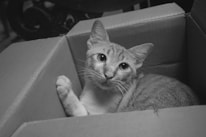 A cat with large, curious eyes sits inside a cardboard box. The scene is captured in black and white, emphasizing the textures of the cat's fur and the box's corrugated cardboard.