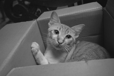 A cat with large, curious eyes sits inside a cardboard box. The scene is captured in black and white, emphasizing the textures of the cat's fur and the box's corrugated cardboard.