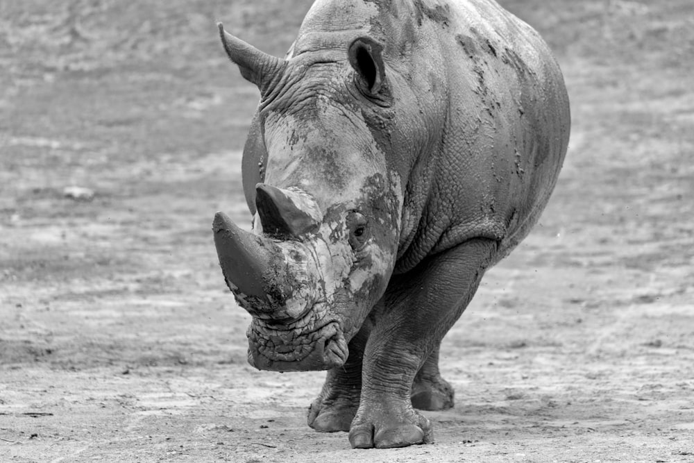 grayscale photography of rhinoceros