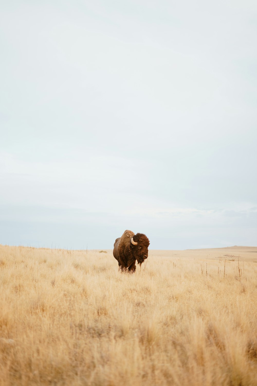 bison standing on brown field during daytime