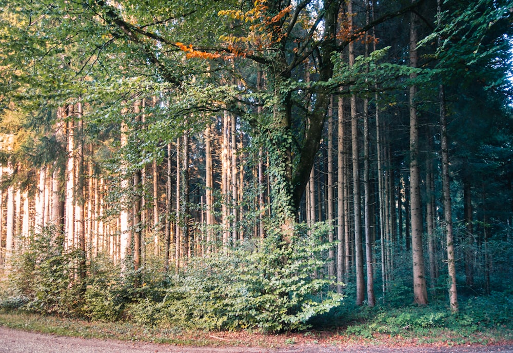 a road in the middle of a forest with lots of trees