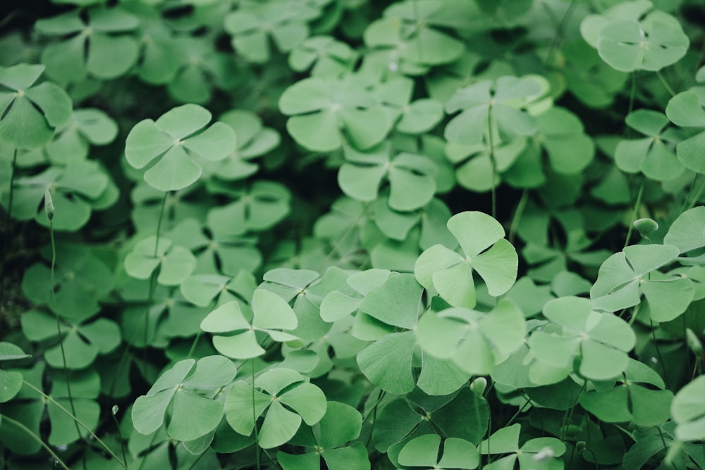 closeup photo of clover plant