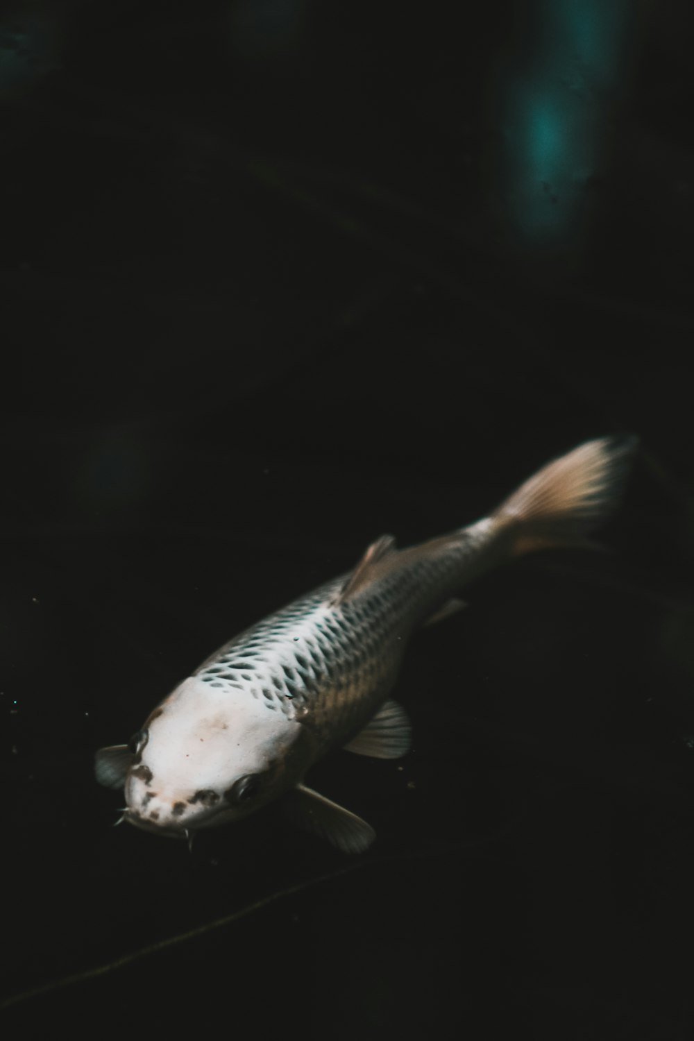 poisson blanc