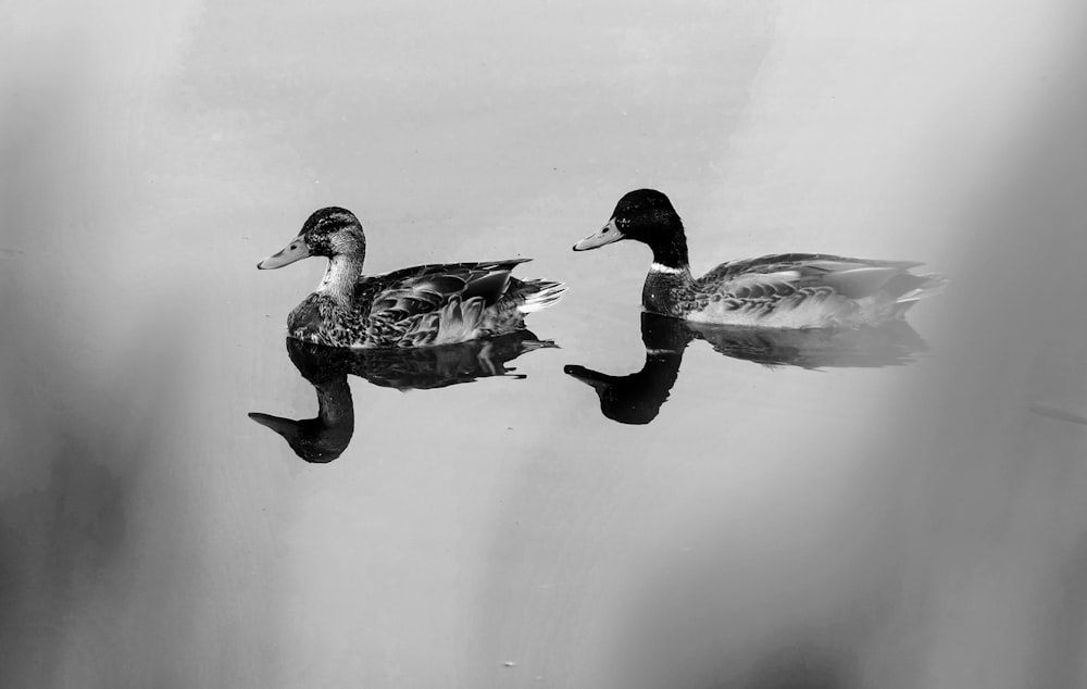 grayscale photo of ducks on water