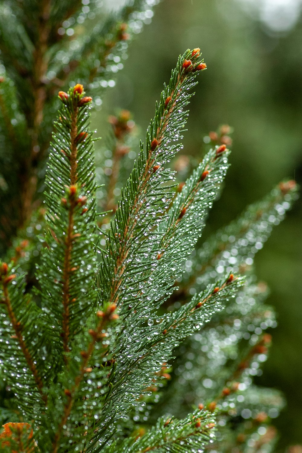 green leafed plant