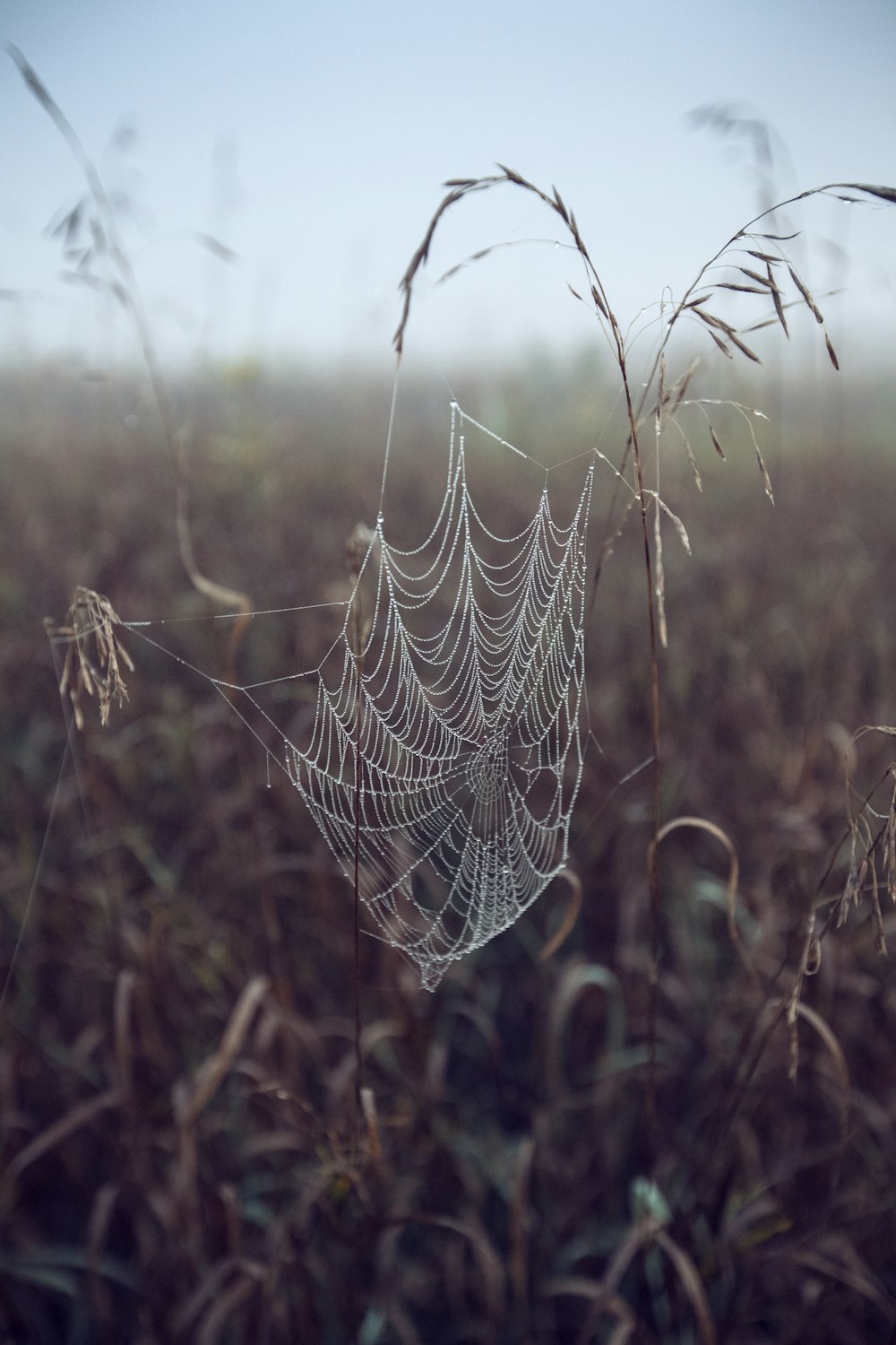 spider web on withered plant during daytime