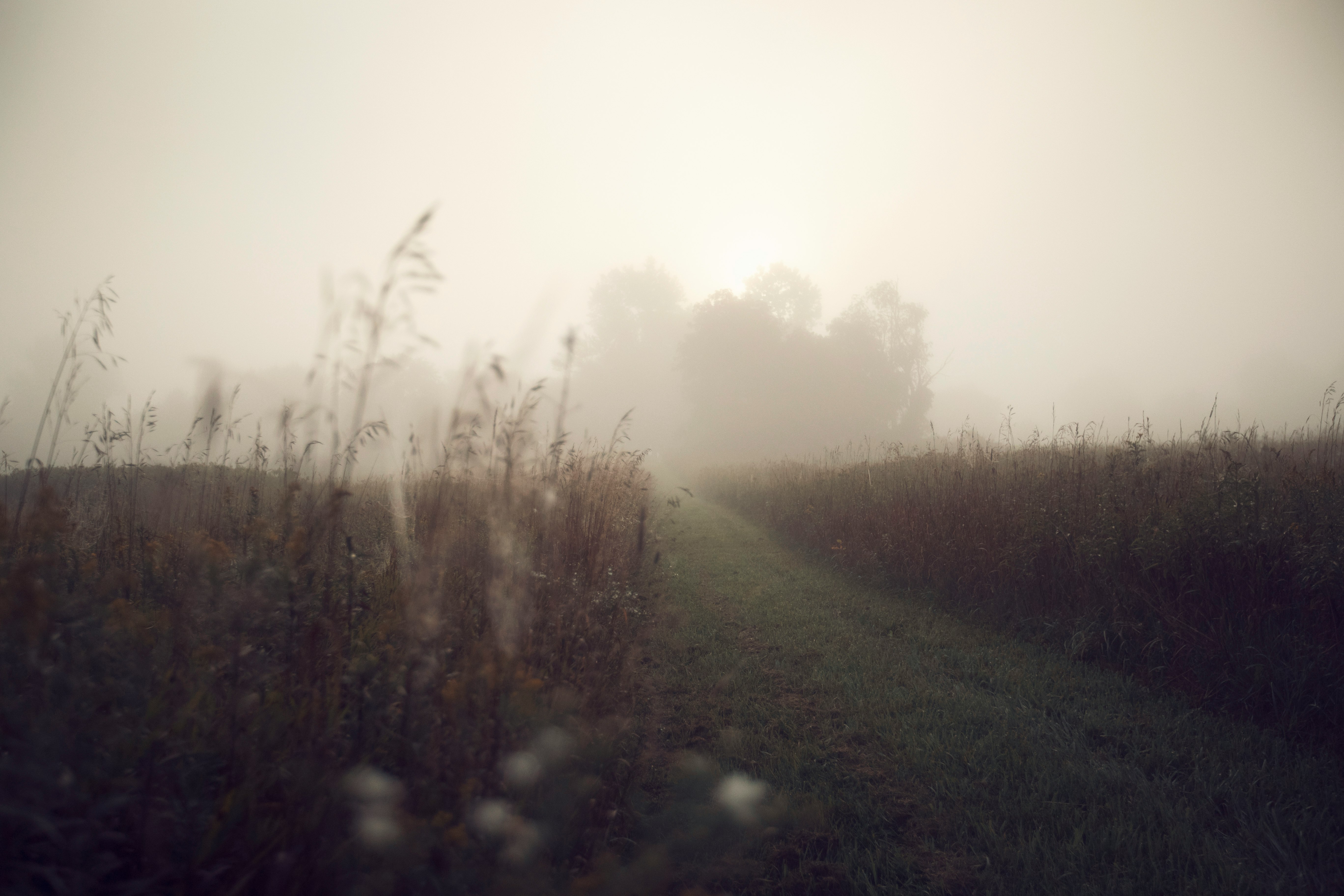 foggy pathway