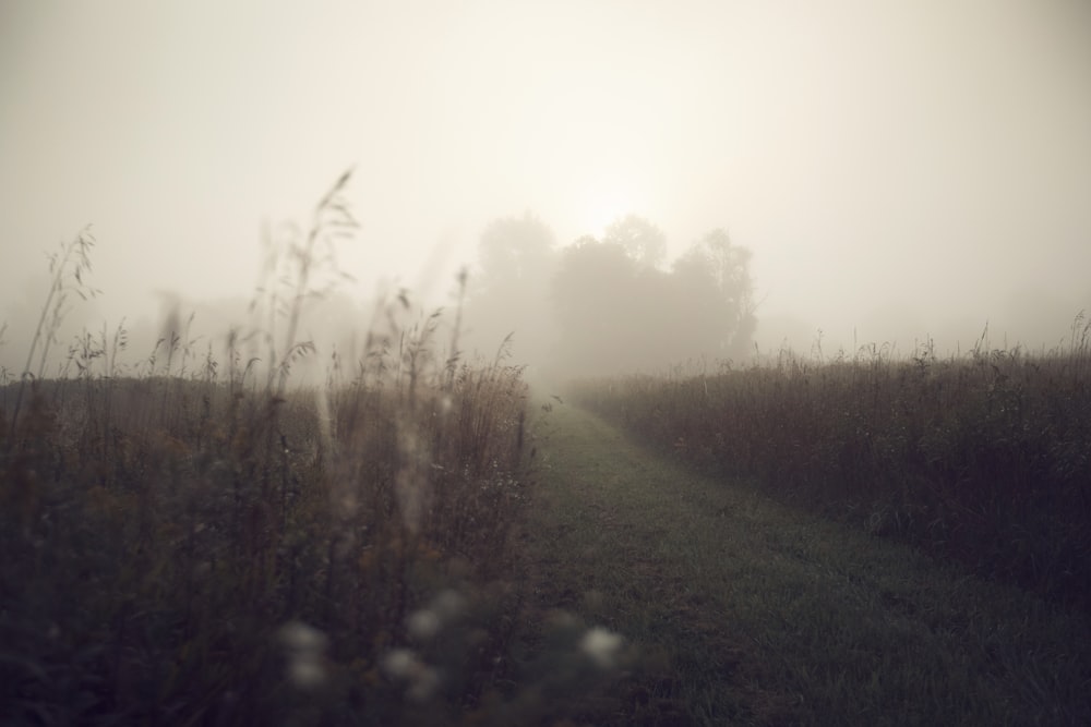 foggy pathway