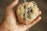 Close-up of a hand holding a gooey chocolate chip cookie with a sunny kitchen background.