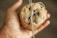 A hand is holding a chocolate chip cookie tied with a simple piece of string. The cookie appears to be homemade, with a soft texture and visible chocolate chunks.