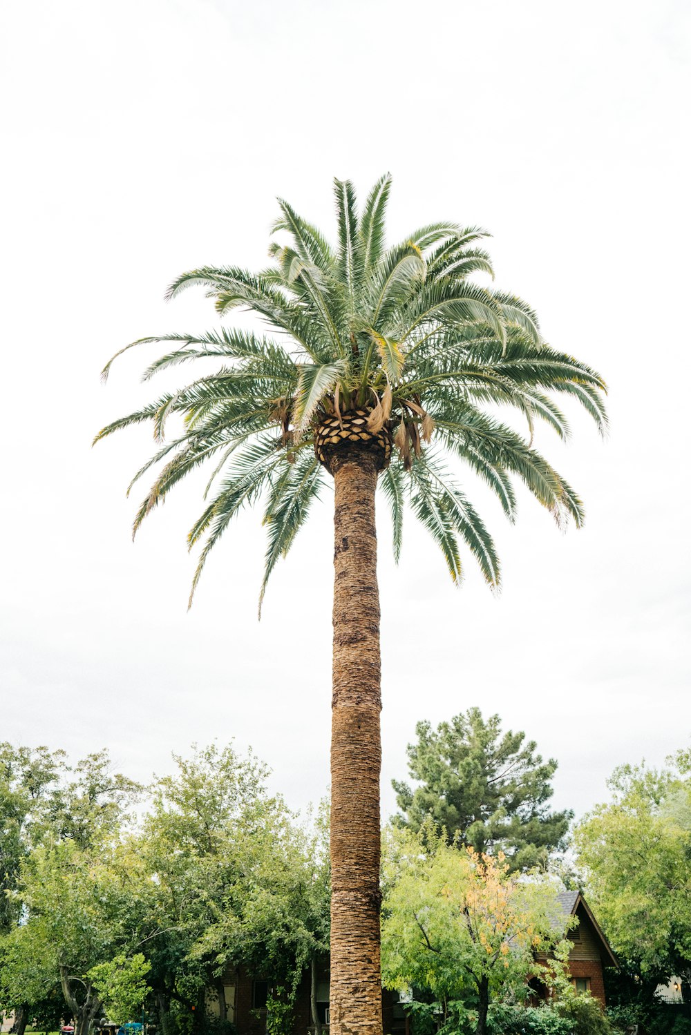 palm tree near trees