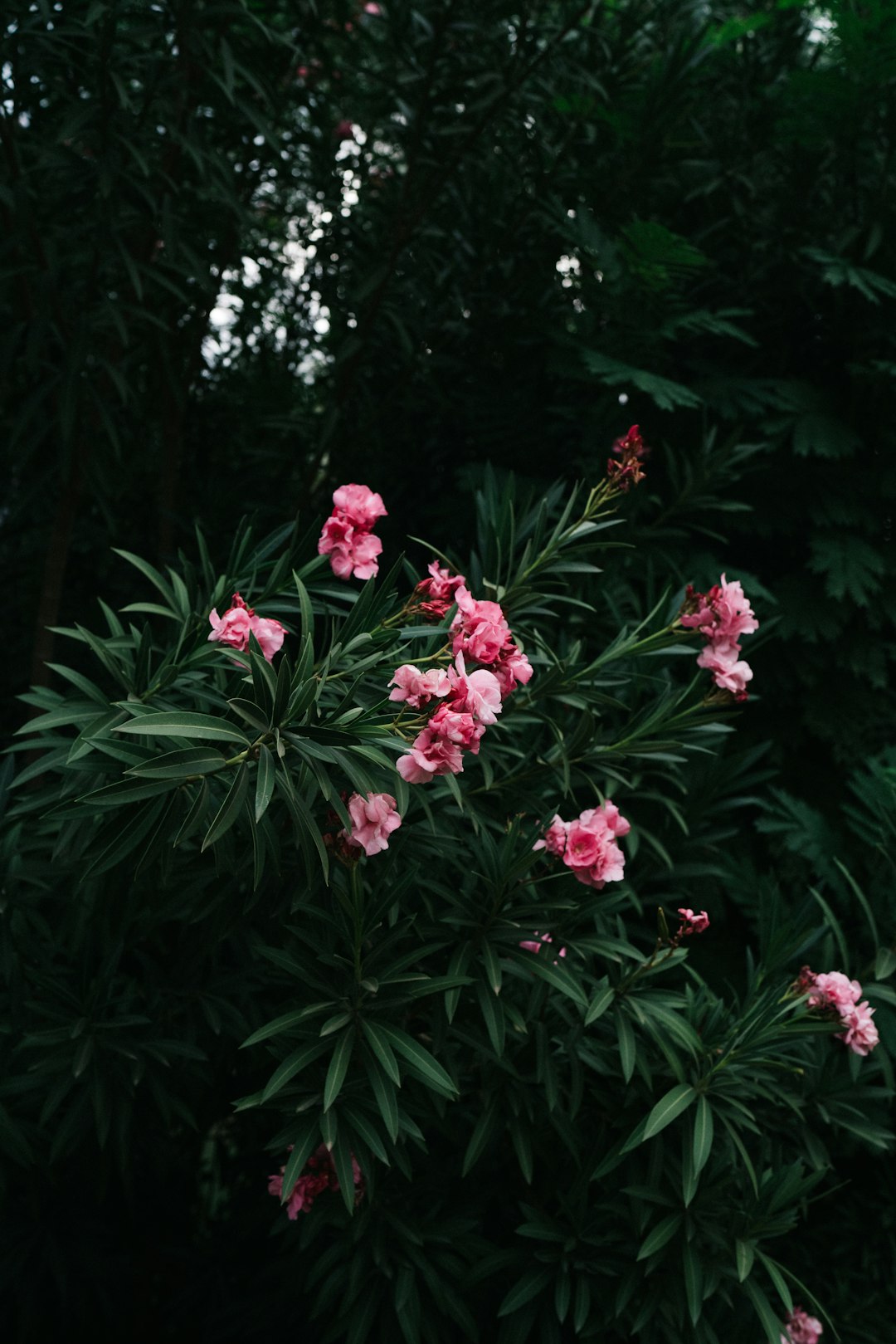 pink and white petaled flowers