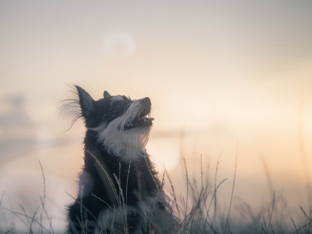 shallow focus photography of black and white dog