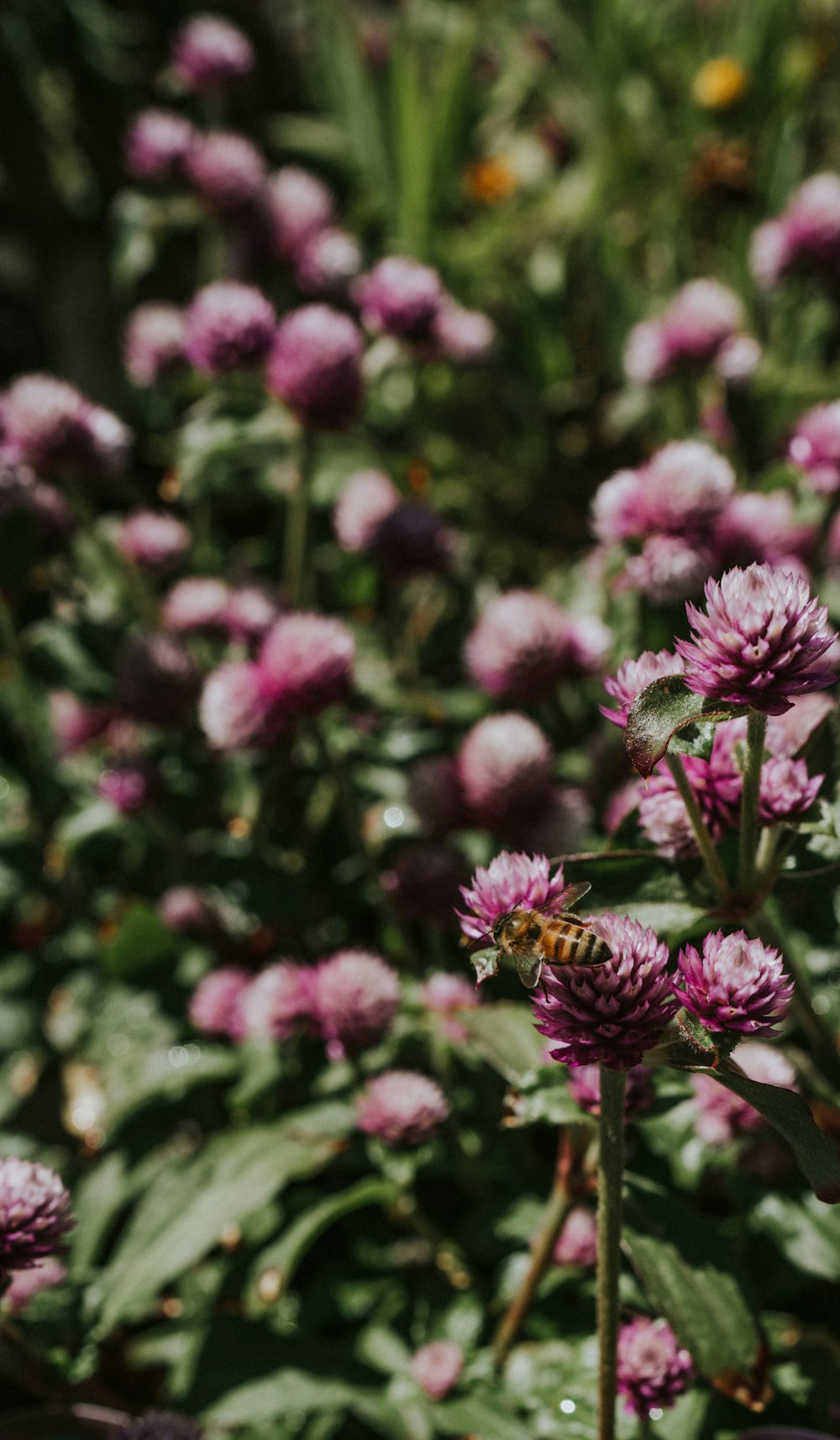 pink flowering plant