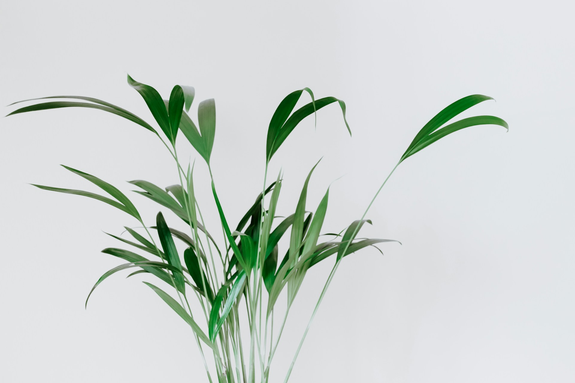 green leaf plant near wall