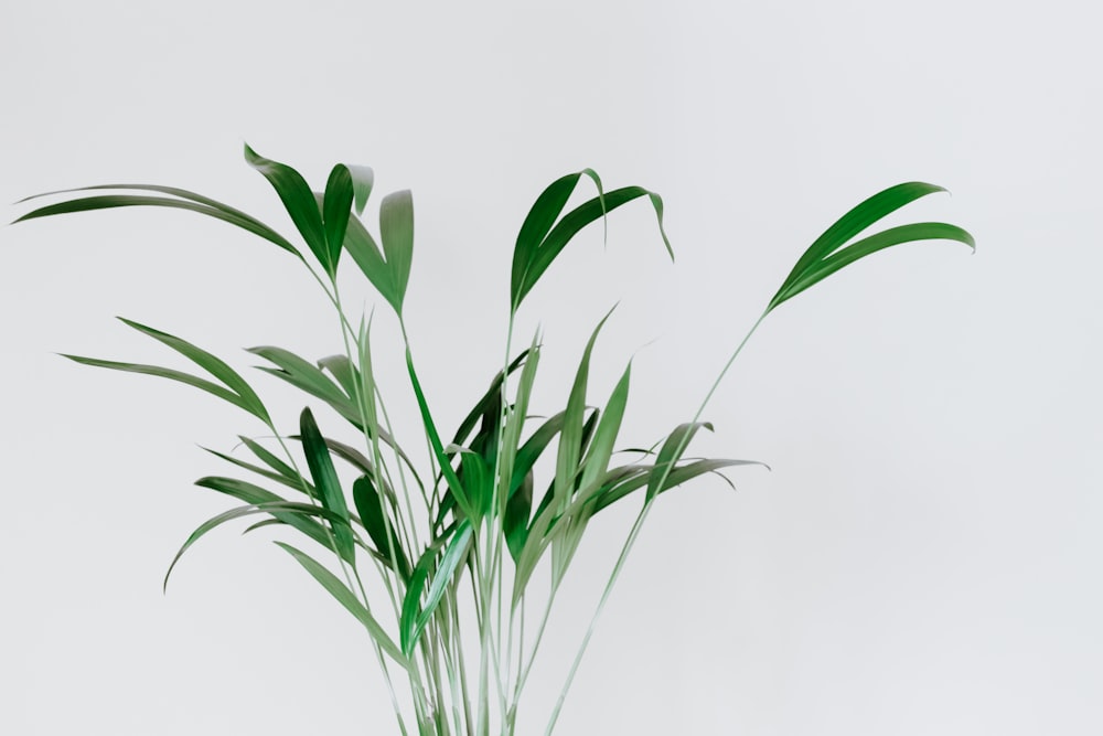 green leaf plant near wall