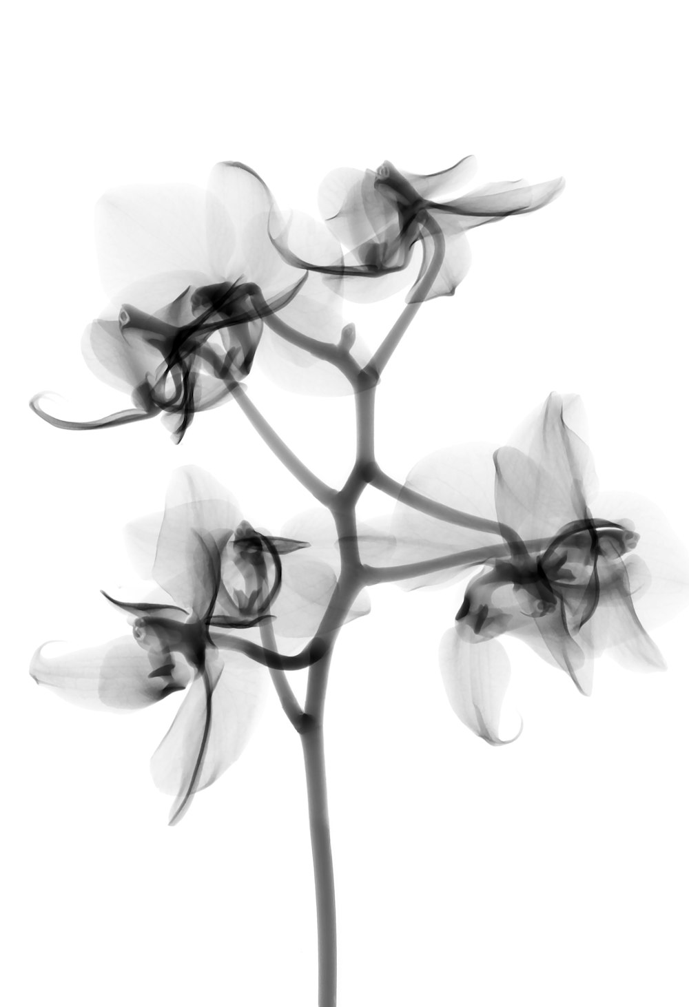 foto traslucida di orchidee