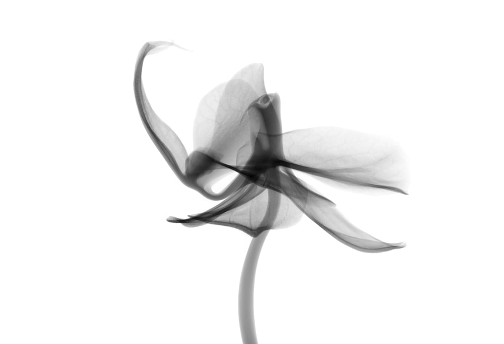 Graustufenfotografie einer blütenblattförmigen Blume
