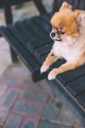 A small, fluffy Pomeranian dog sits on a dark wooden bench, gazing off into the distance with a calm and attentive expression. The surrounding area features a brick and stone patterned floor, contributing to a peaceful, relaxed atmosphere.