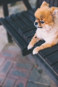 A small, fluffy Pomeranian dog sits on a dark wooden bench, gazing off into the distance with a calm and attentive expression. The surrounding area features a brick and stone patterned floor, contributing to a peaceful, relaxed atmosphere.