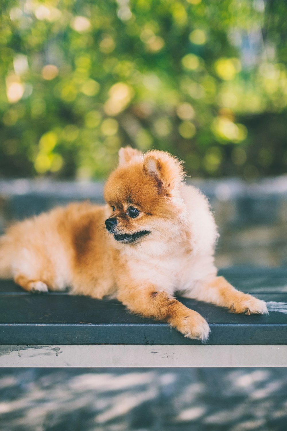 fotografía de enfoque superficial de cachorro de Pomerania naranja