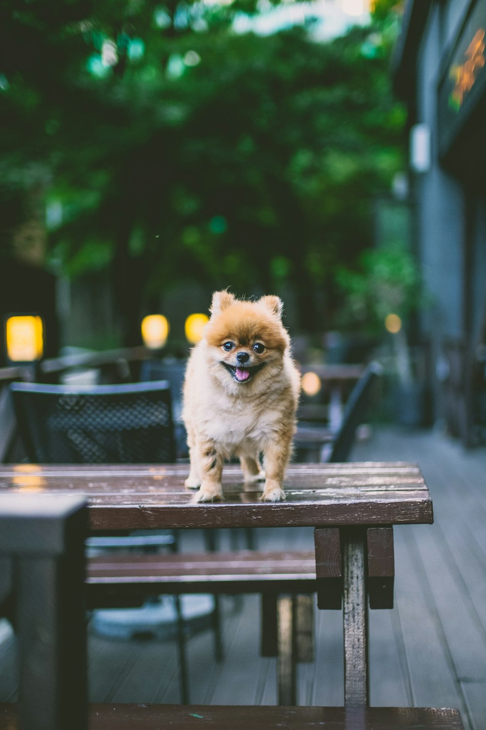 brown puppy on brown table