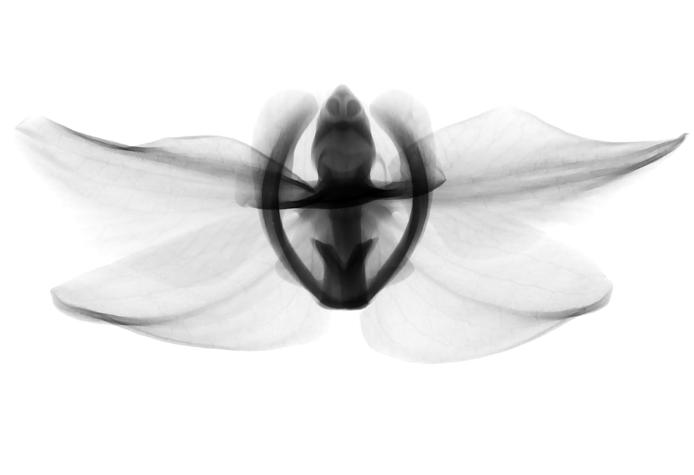 black and white winged insect