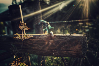 A peaceful moment stretching outdoors, framed by golden light and rustic wooden fence.