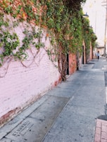 A narrow urban sidewalk lined with a brick wall covered in dense, leafy green vines, some of which have small, red flowers. The sidewalk and wall extend into the distance, with overhead street lamps visible along the pathway. There is a faded stencil on the sidewalk that reads 'KINDNESS is power.' A person is seen walking in the distance.
