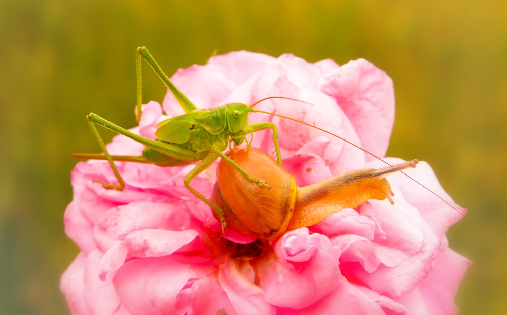 green grasshopper on garden snail on flower