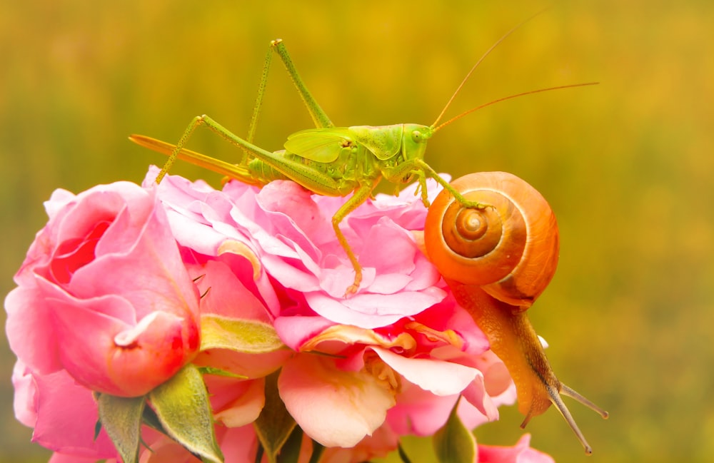 green grasshopper on pink-petaled flower during daytime