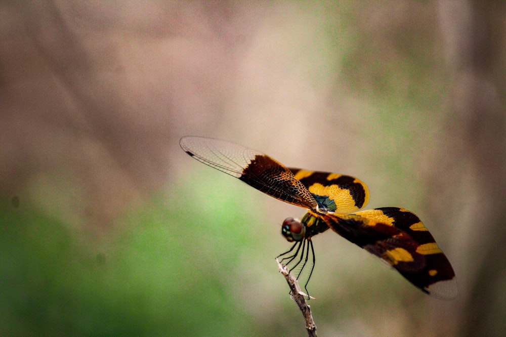 selective focus photography of yellow and black dragonfly on stick during daytime