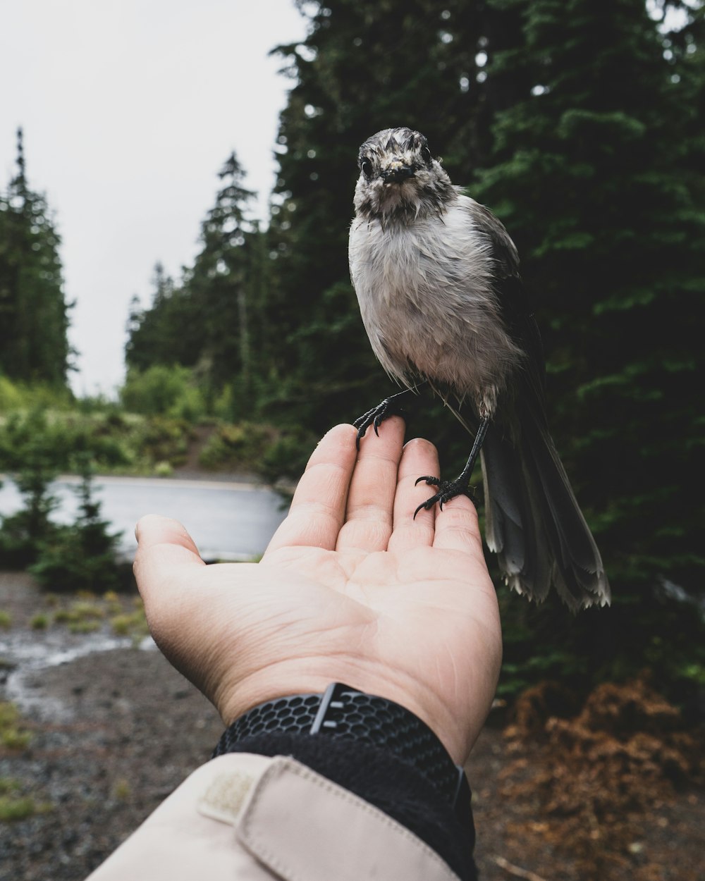 black and white bird