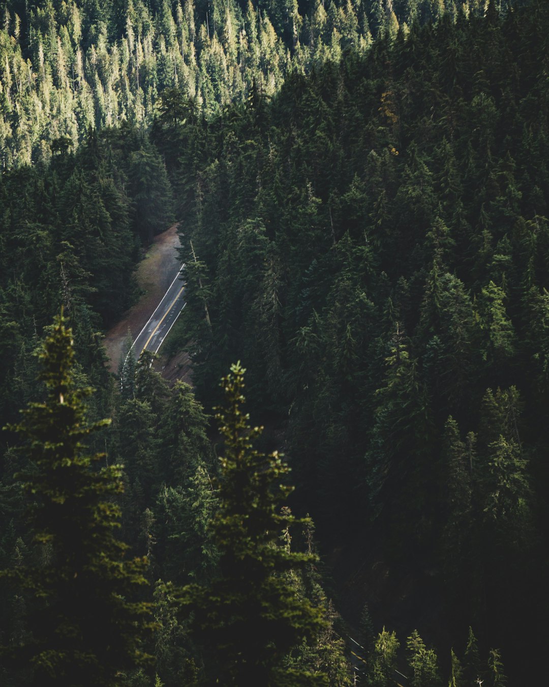 Forest photo spot Sunrise Point Mount Rainier