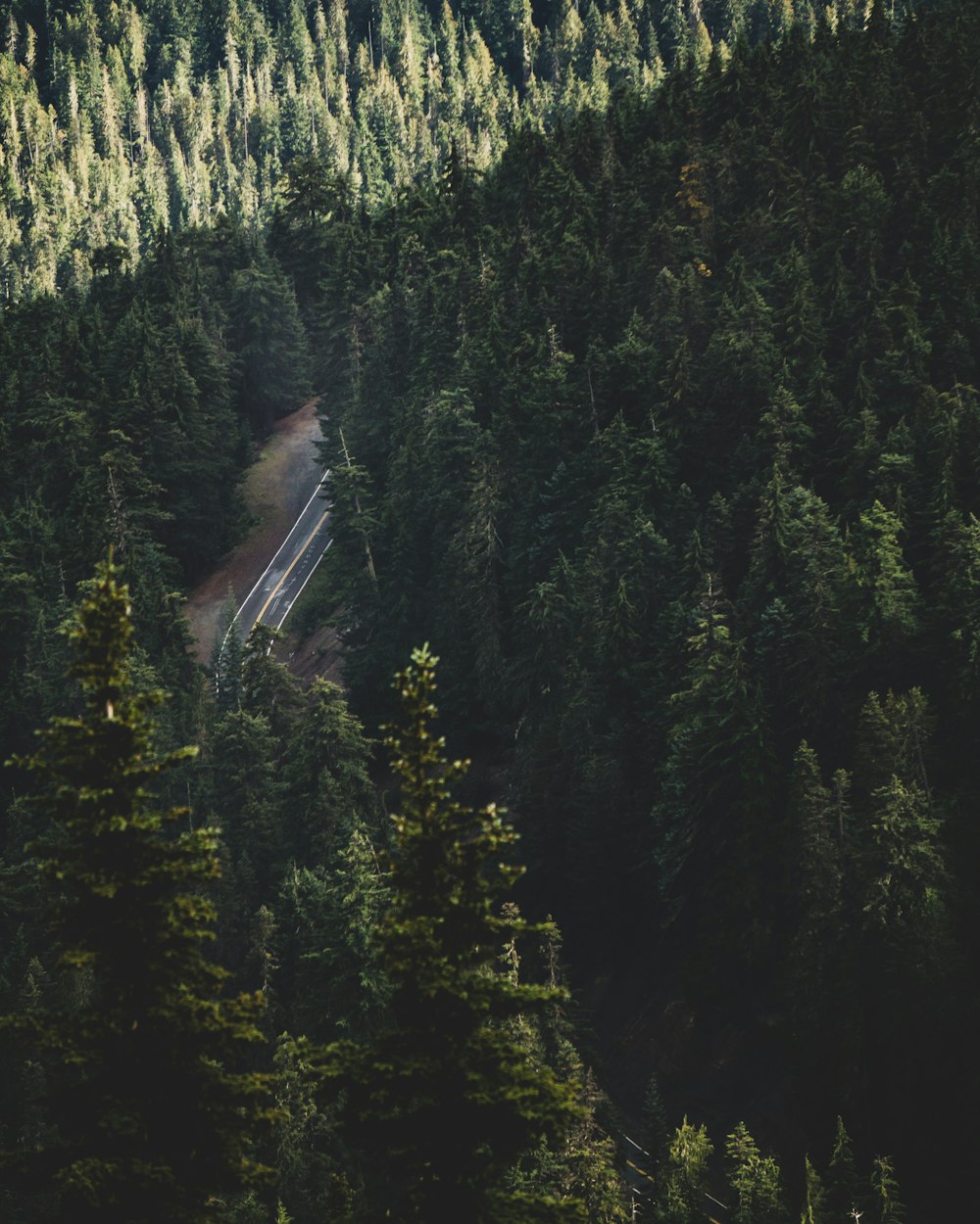 aerial photo of forest