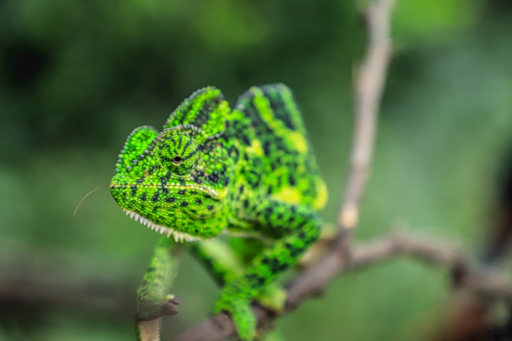 green bearded dragon on tree branch