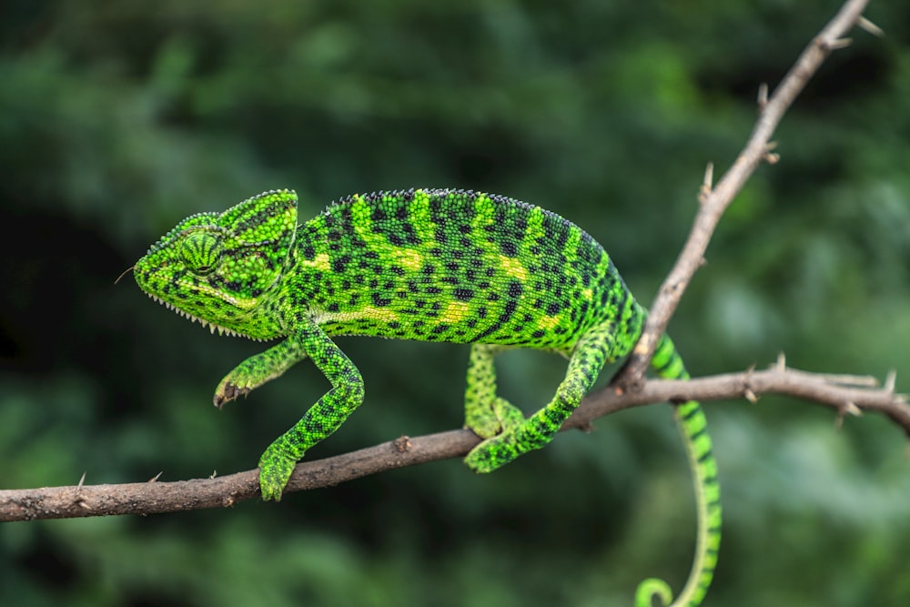 selective focus photography of green chameleon