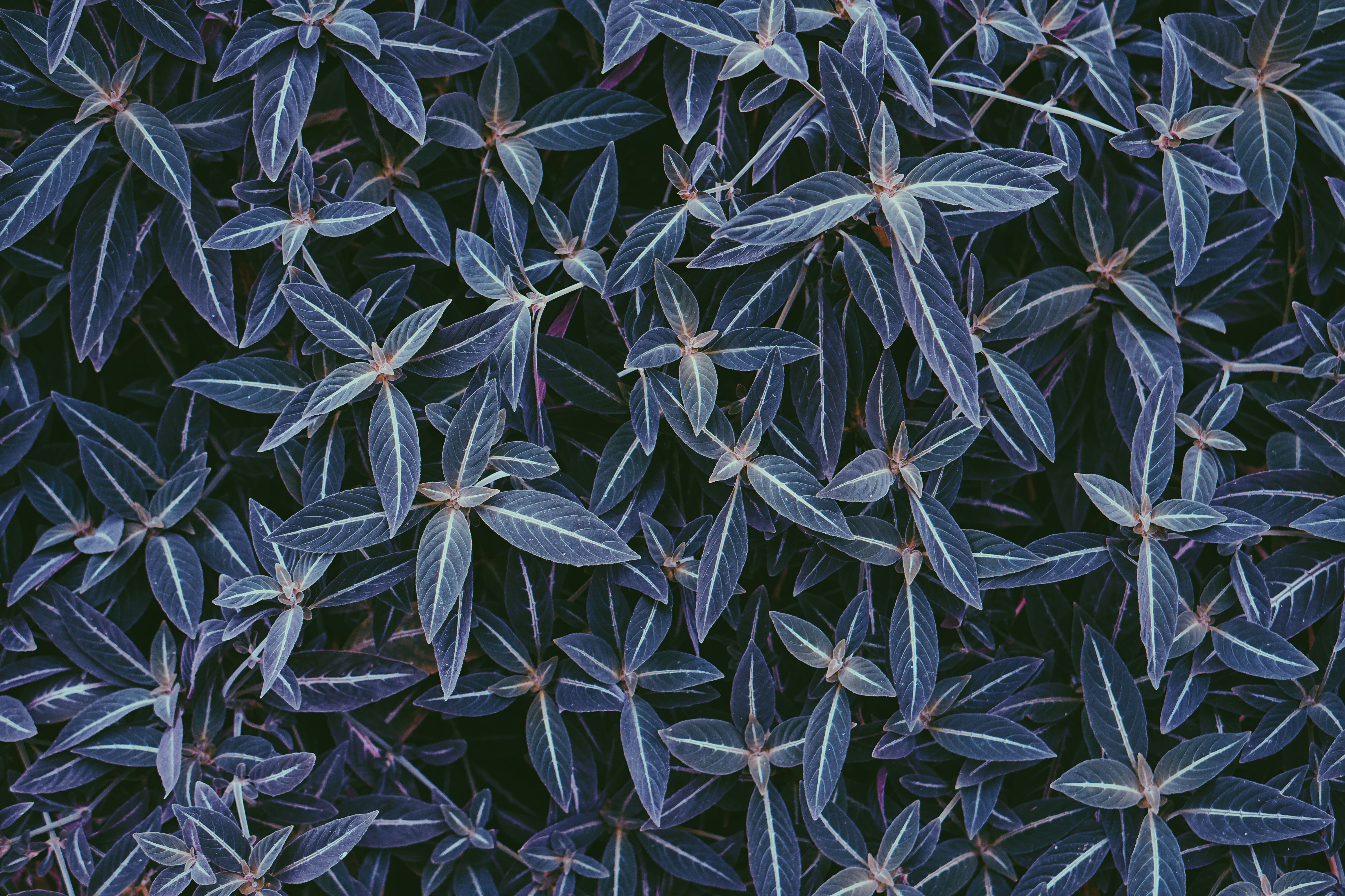 piante a foglia grigia