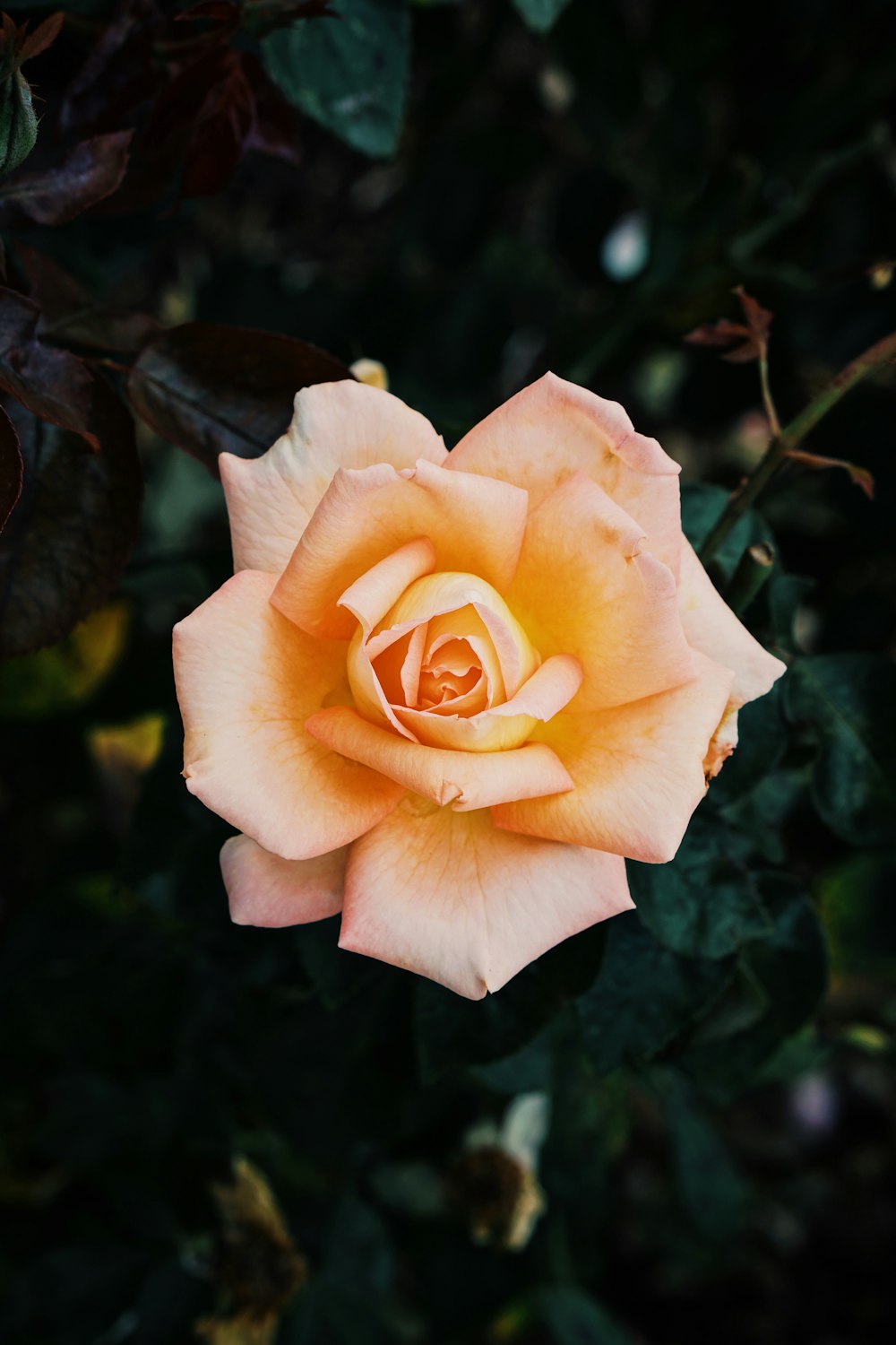 pink petaled flower