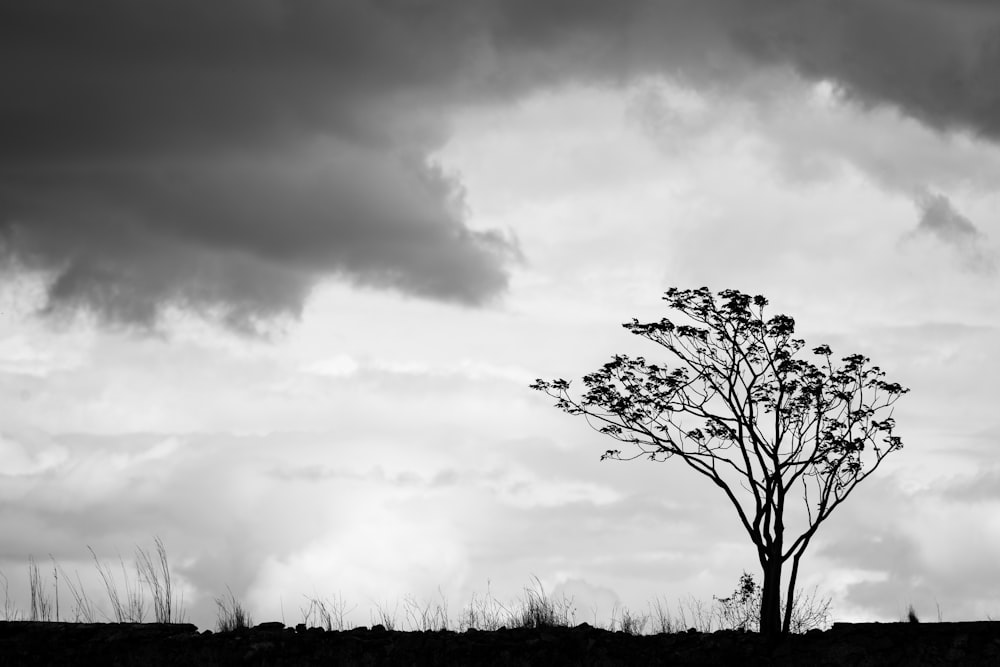 silhouette of tree under gray cluds