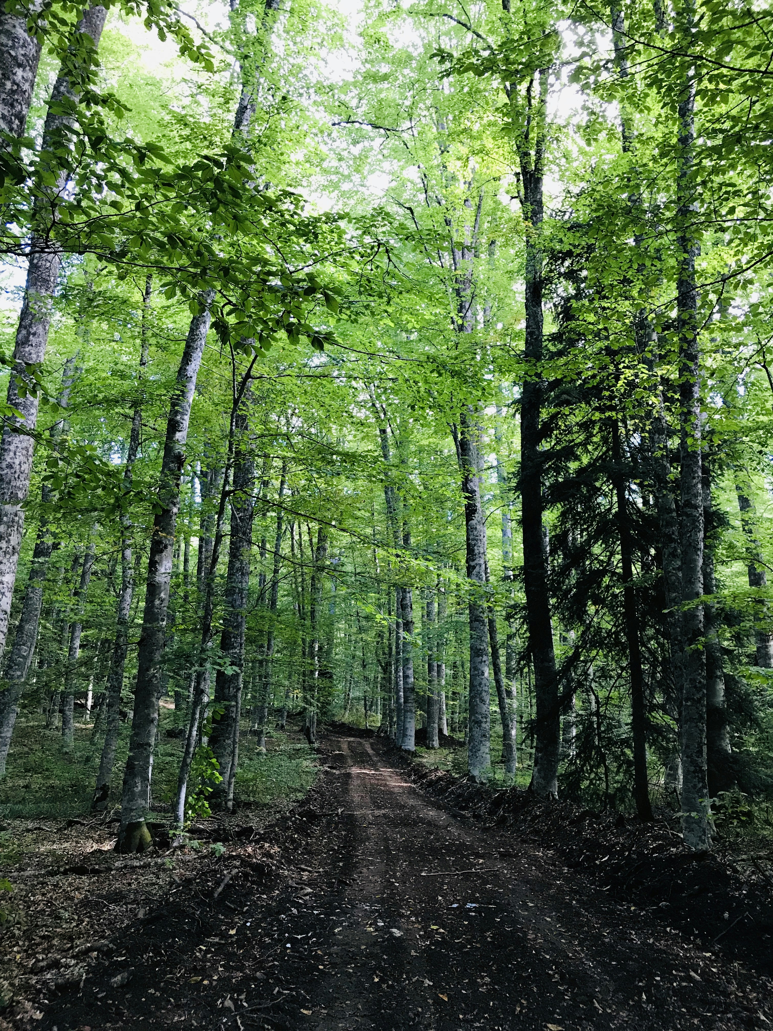 Lush green forest path with sunlight filtering through tall trees, bright and welcoming natural environment