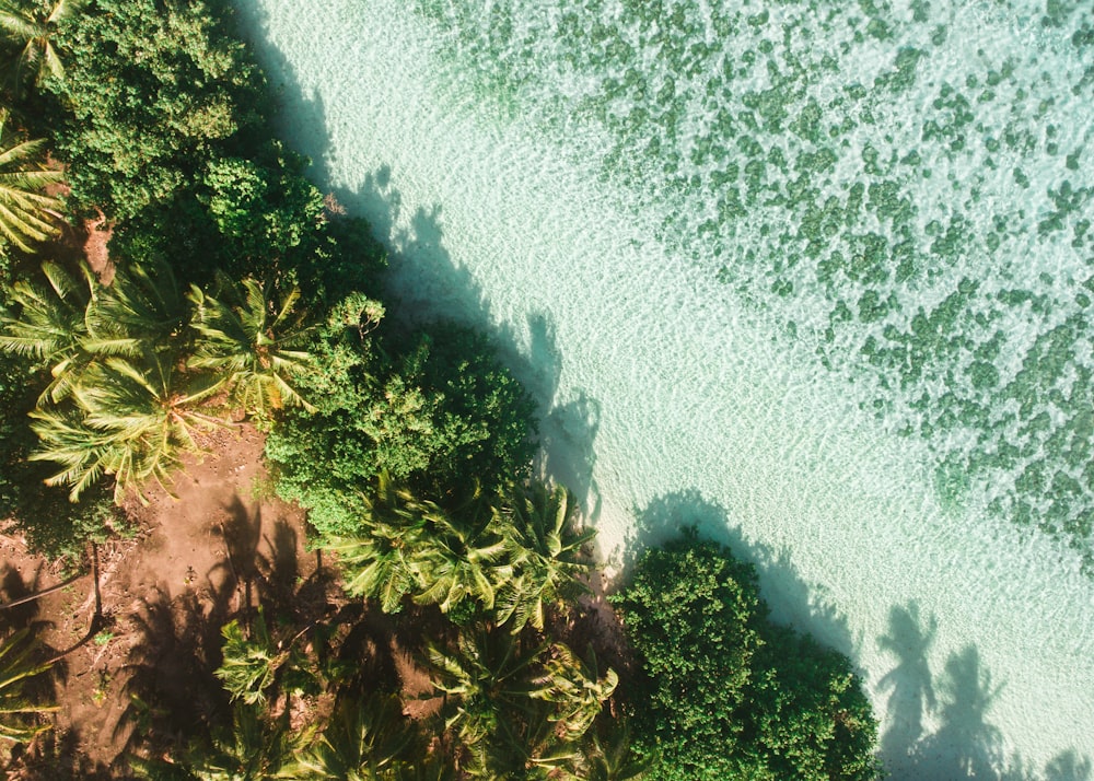 aerial view of forest and beach