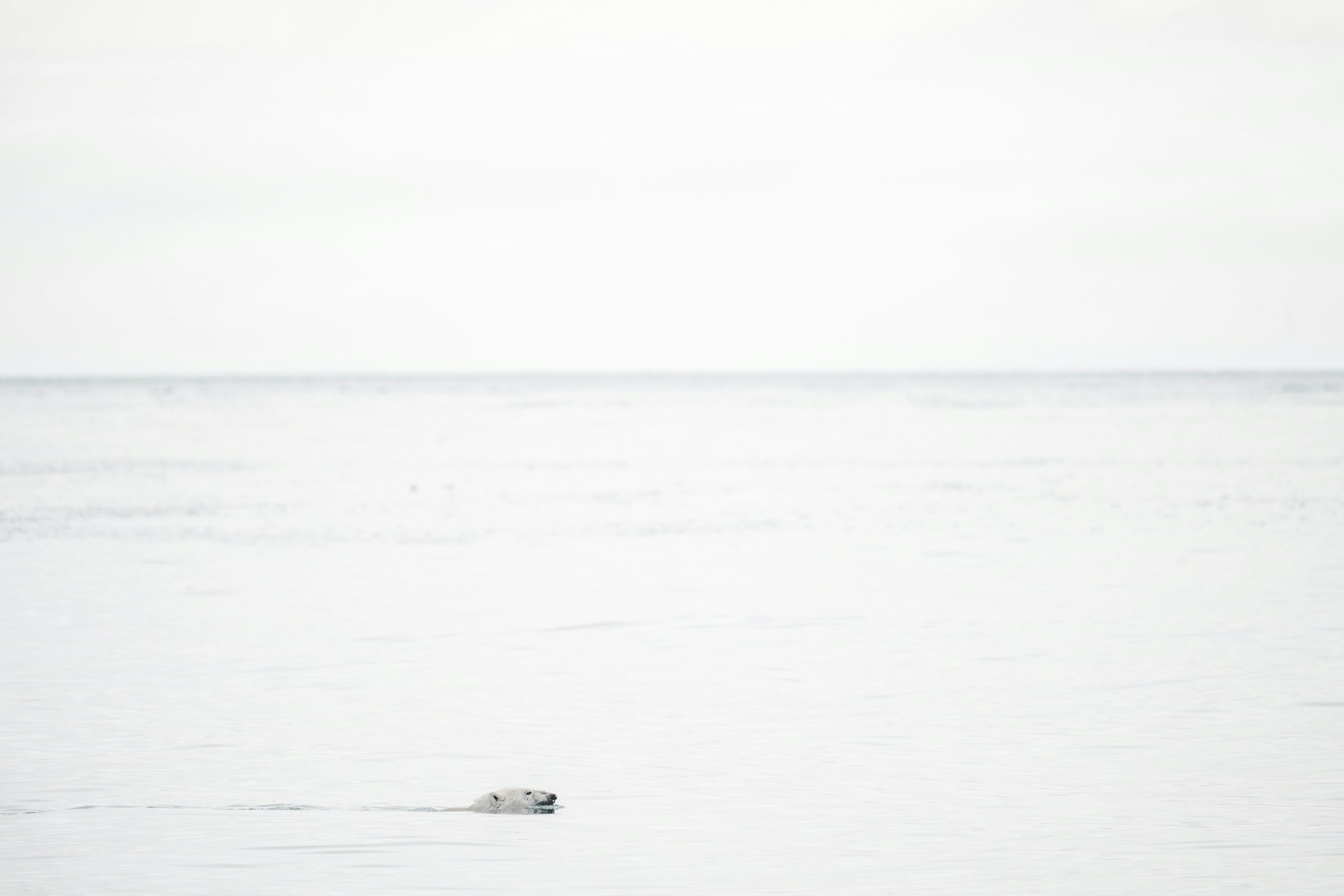 Polar bear swimming in the Arctic Ocean