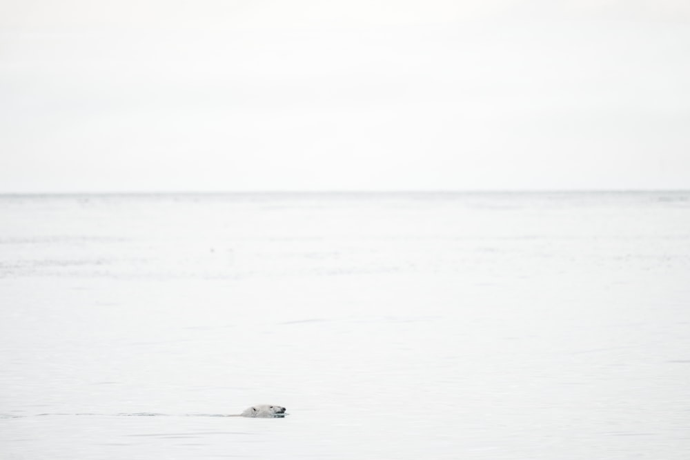 bear in body of water