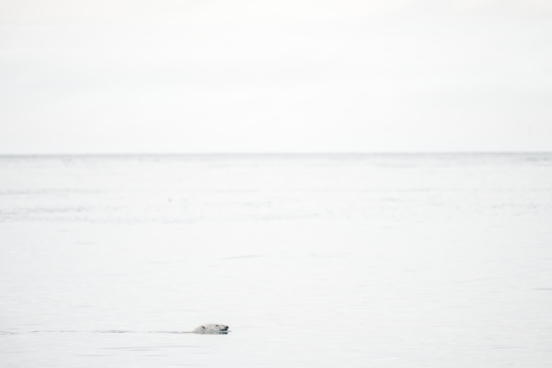 bear in body of water, Polar bear swimming in the Arctic Ocean